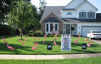 Flamingo Full Display